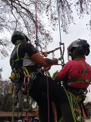 Seminario rescate en alturas