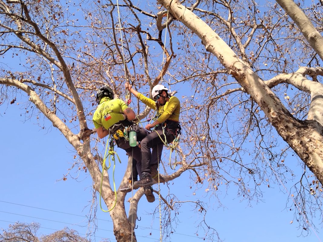 Seminario rescate en alturas