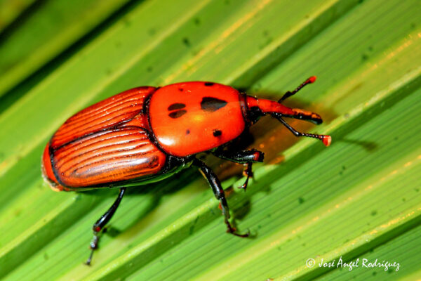 ADULTO PICUDO ROJO