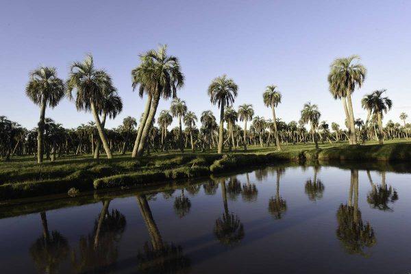 PTWK nano pesticida natural contra picudo rojo